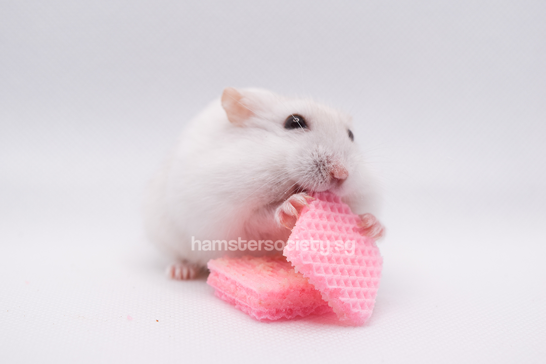Hamster wafer shop treat